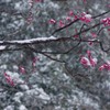 雪の平和の森公園５