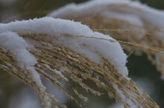雪の平和の森公園１