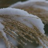雪の平和の森公園１