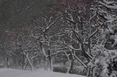 雪の平和の森公園７