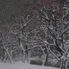 雪の平和の森公園７