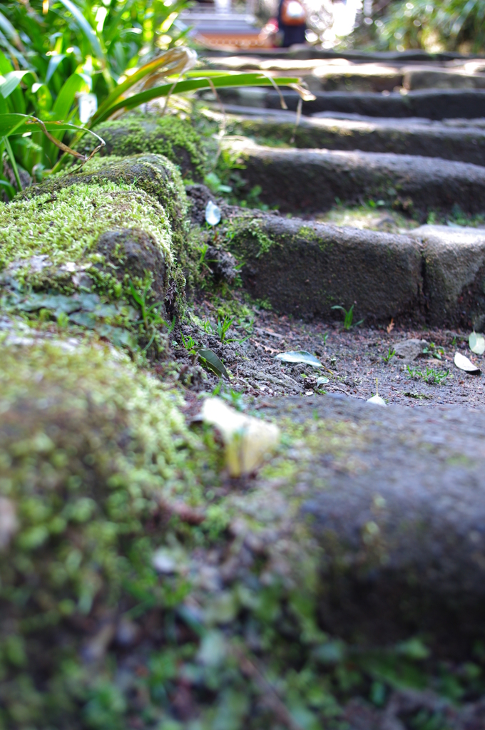 苔生す