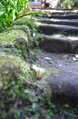 苔生す