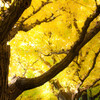 yellow brightness