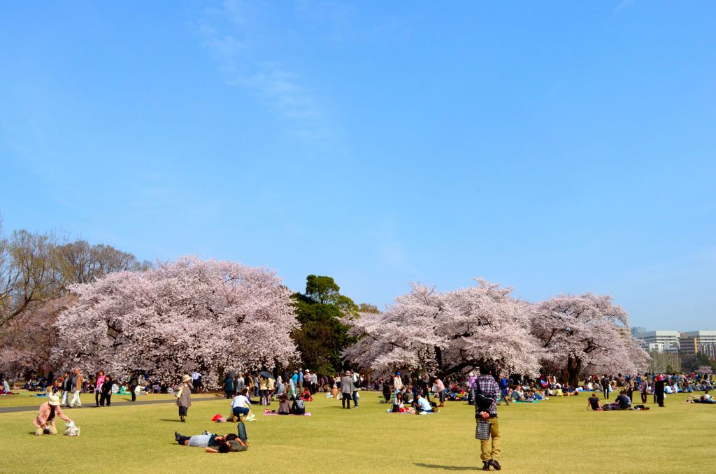 花見日和