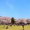 花見日和