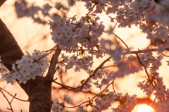 夕日桜