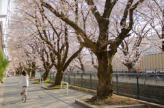桜並木