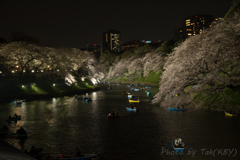 夜桜