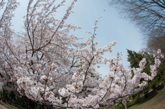 桜の上を