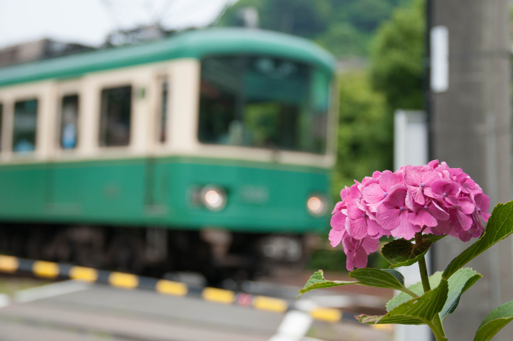 紫陽花と江ノ電