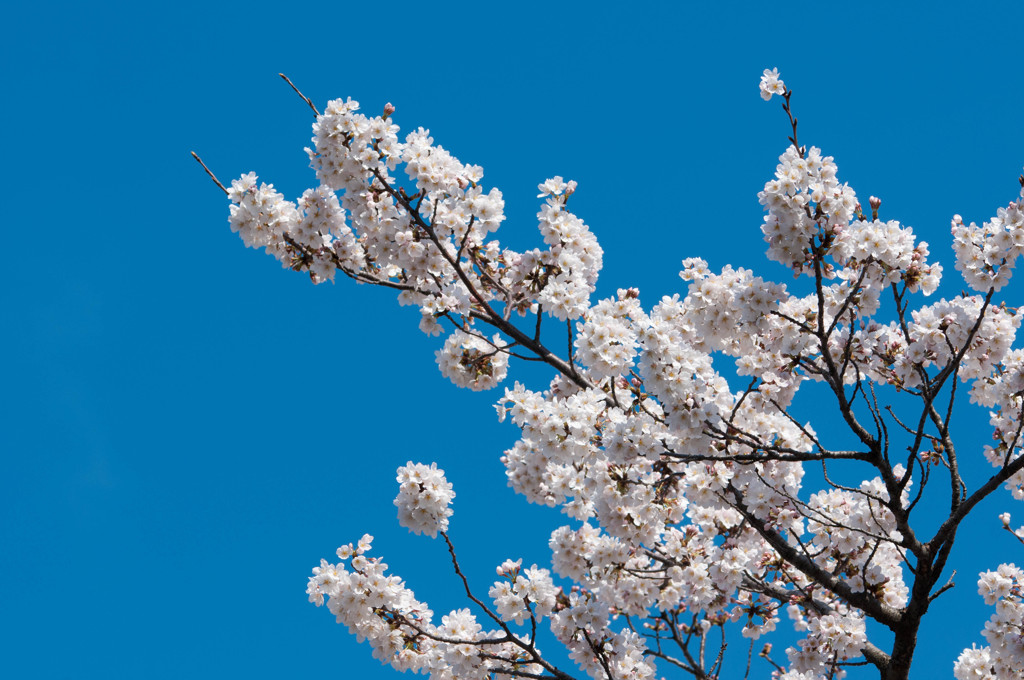 青空と桜