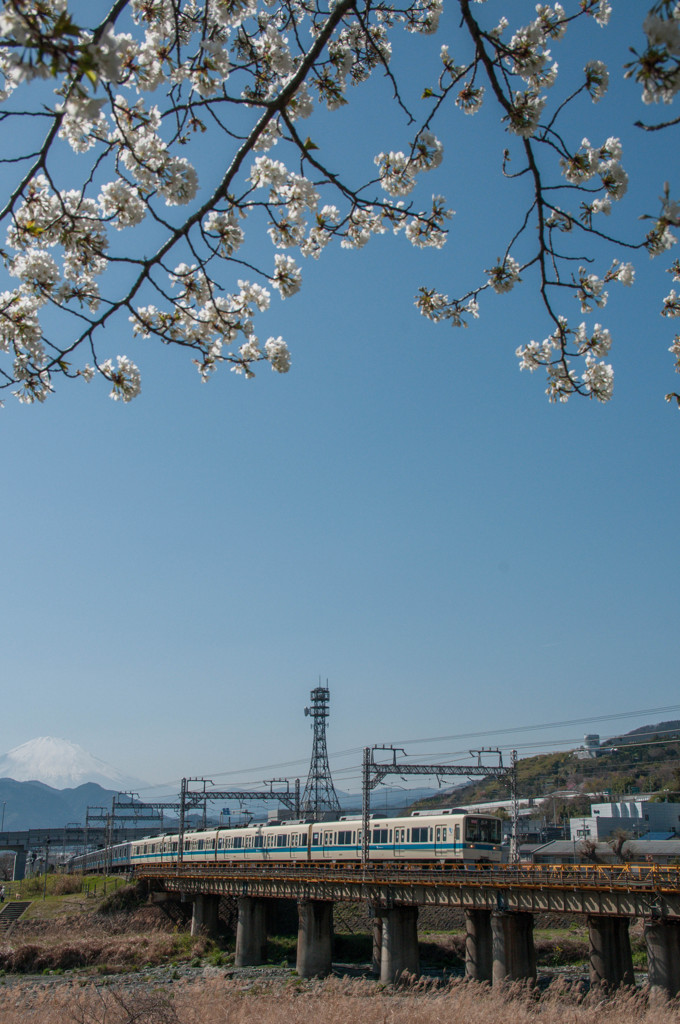 沿線の桜