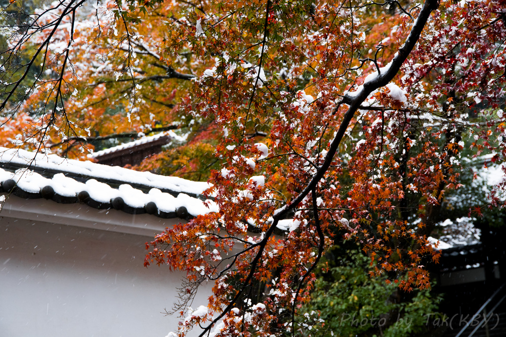 白壁と紅葉と初雪