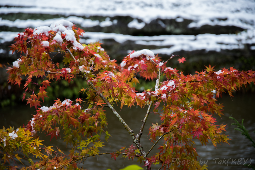 雪紅葉