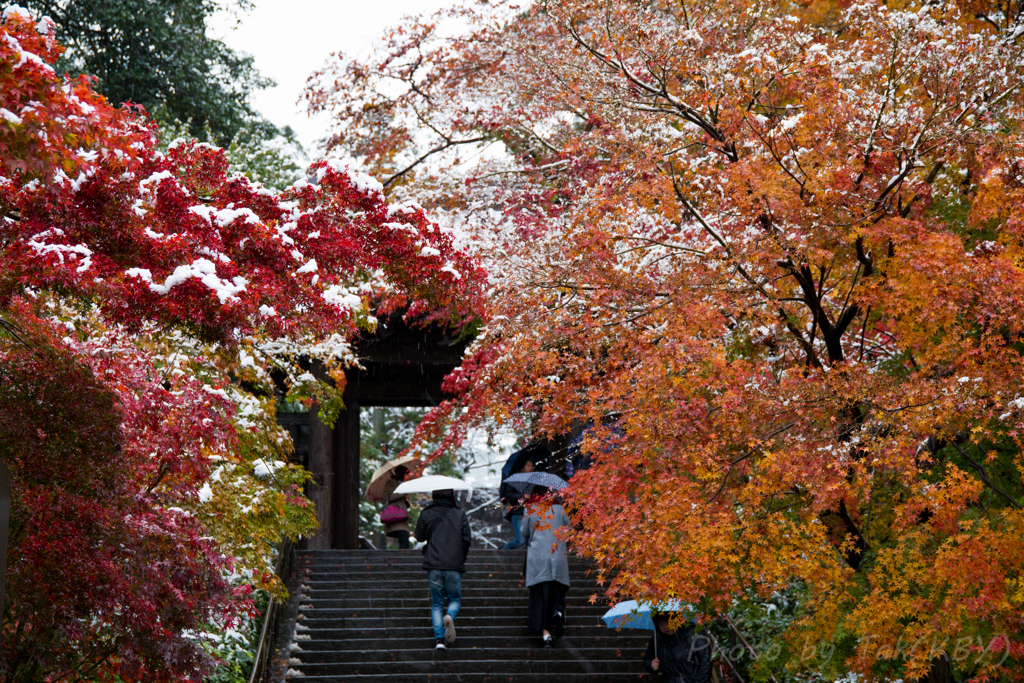 雪の円覚寺