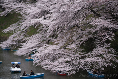 皇居の桜