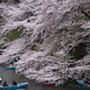 皇居の桜