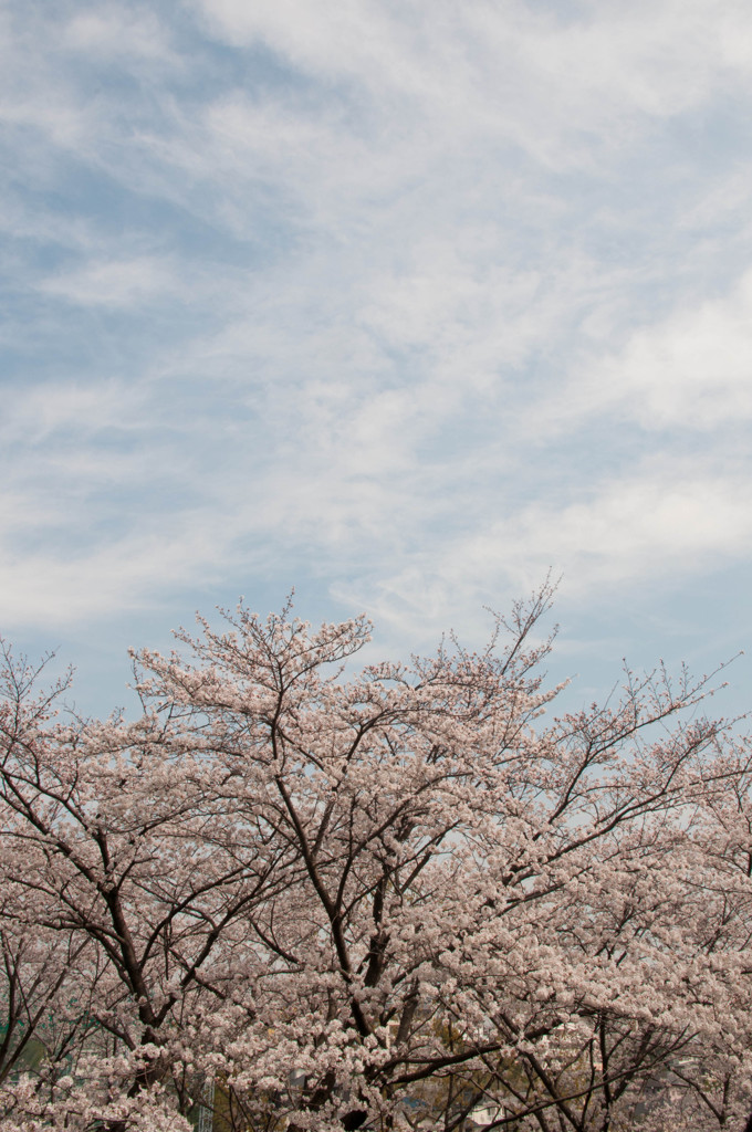 花見日和