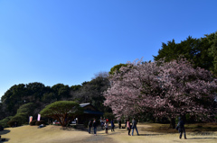 桜を囲む人々