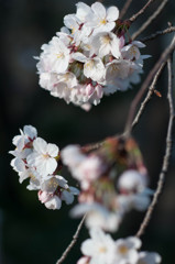 Blossom