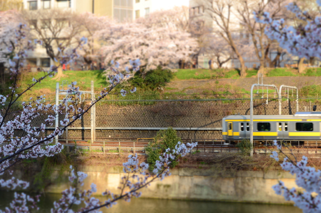 桜の中