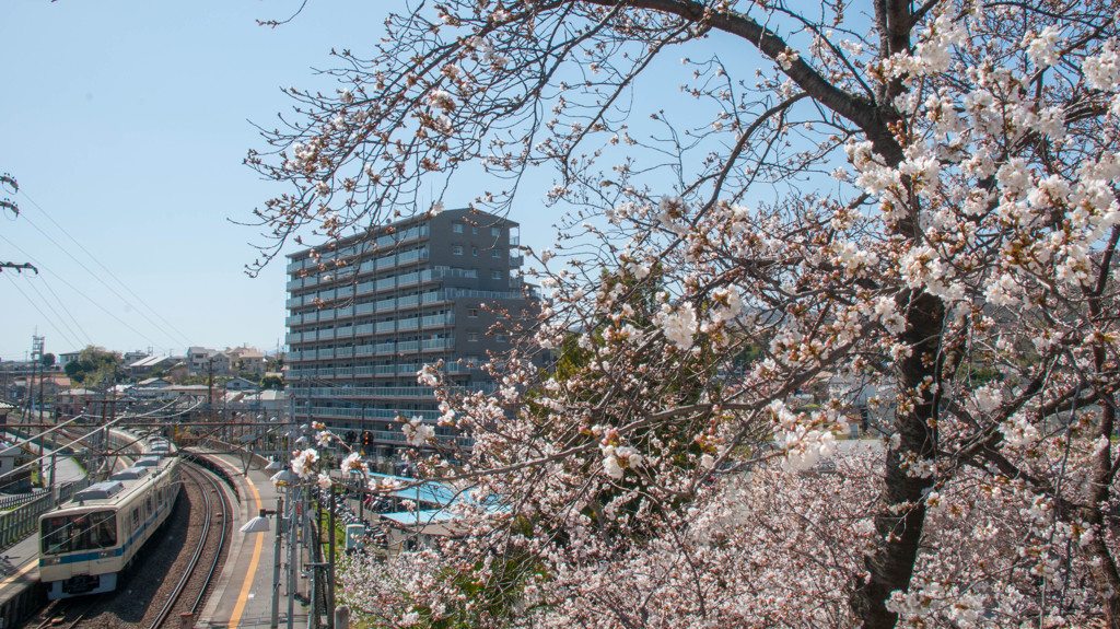 【蔵出し】鶴巻温泉駅の桜