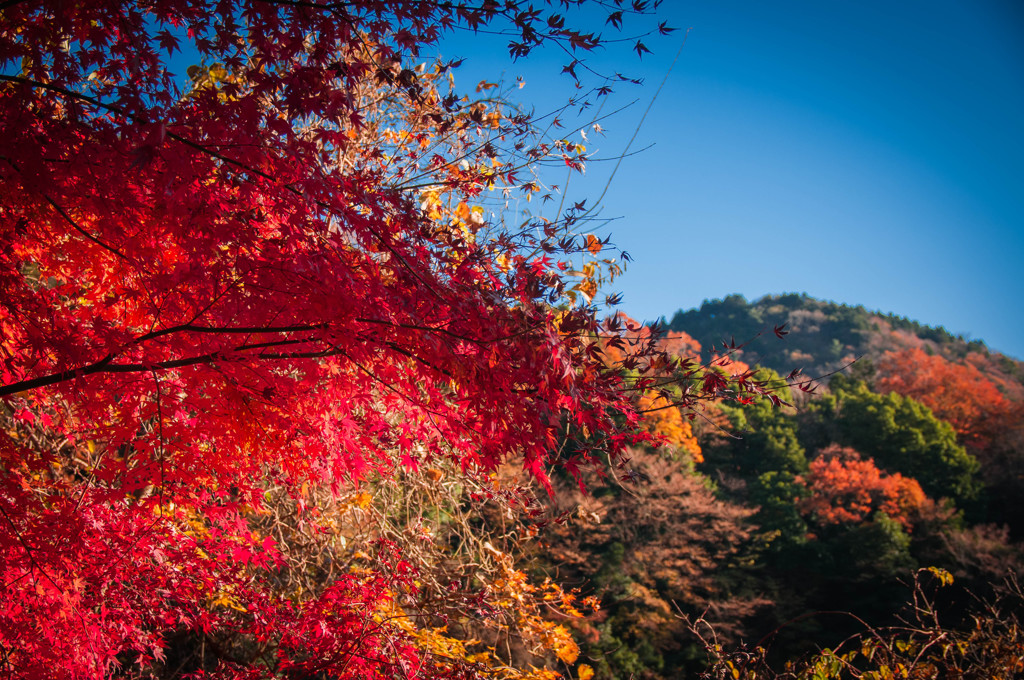 山の秋