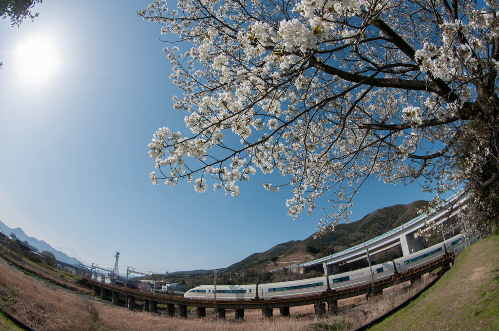 ロマンスカーと桜