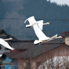 庄内冬景色
