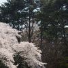 桜舞う