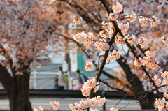 桜ポケット
