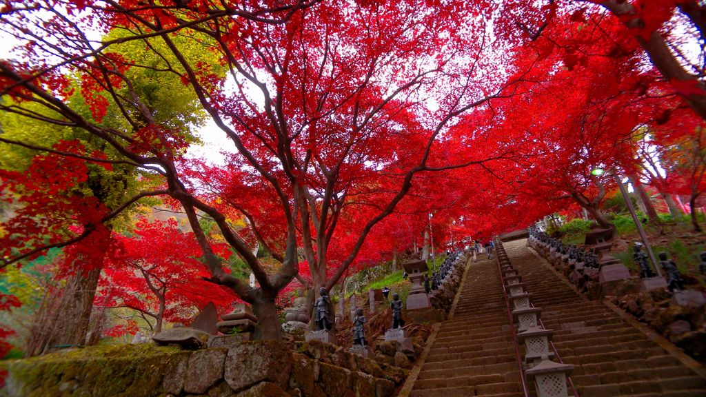 紅