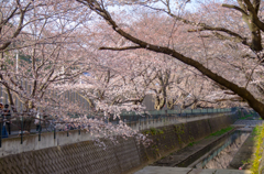 麻生川・桜並木