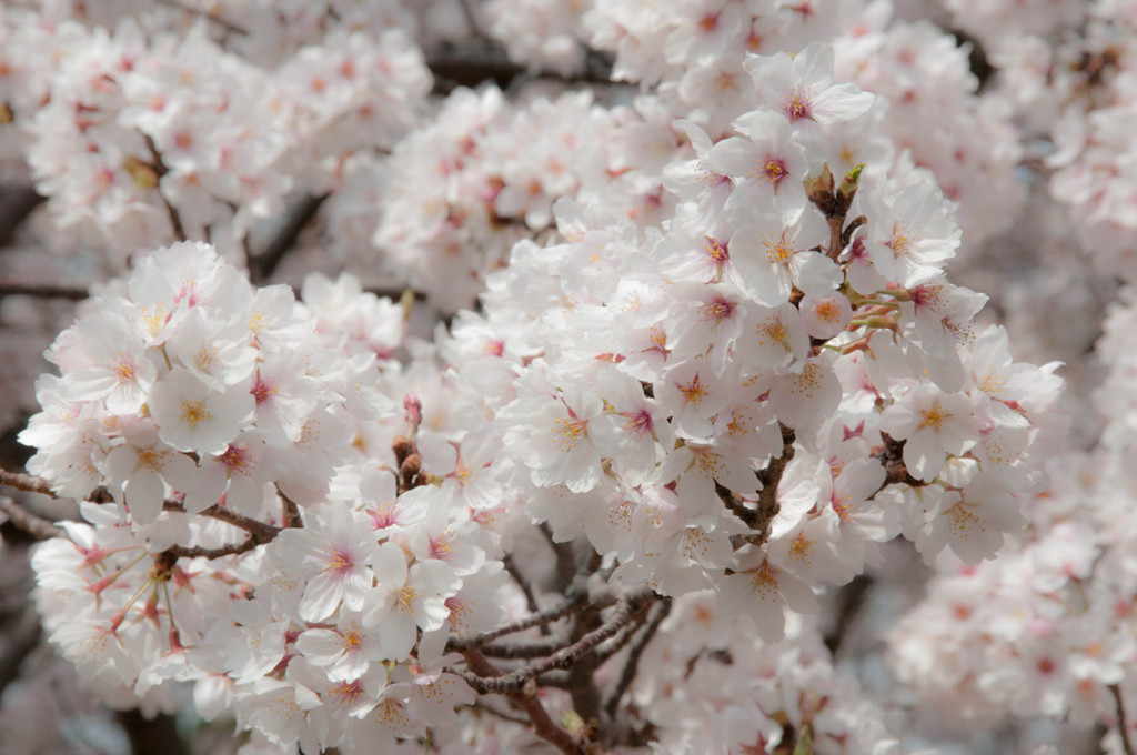 full blossom 