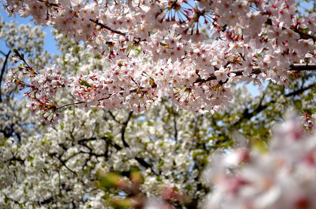 染井吉野と大島桜