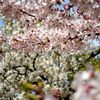 染井吉野と大島桜