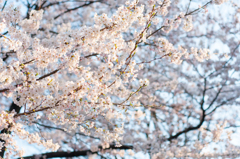 満開・2015春