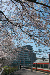 【蔵出し】鶴巻温泉駅の桜とLSE