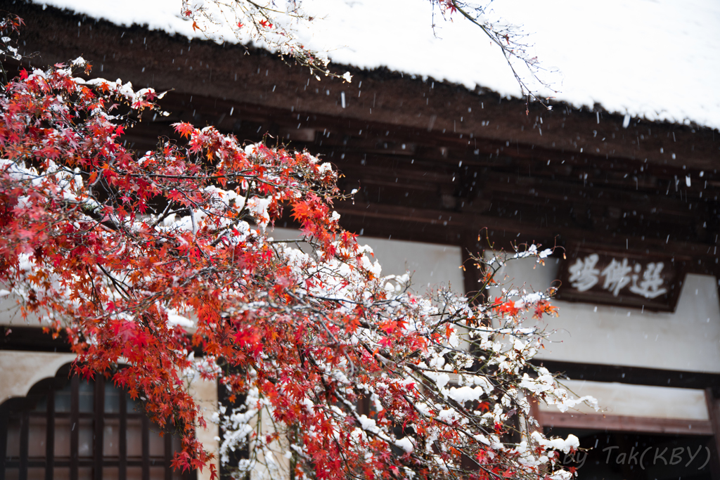 紅白のコントラスト