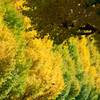 Green & Yellow