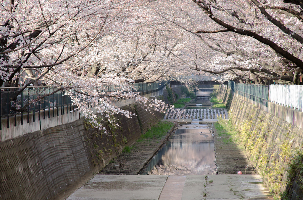 水辺の桜