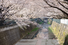 水辺の桜