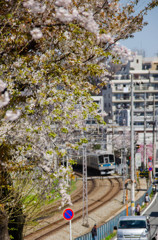 桜×小田急