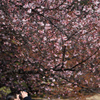 桜の下のカメラ女子