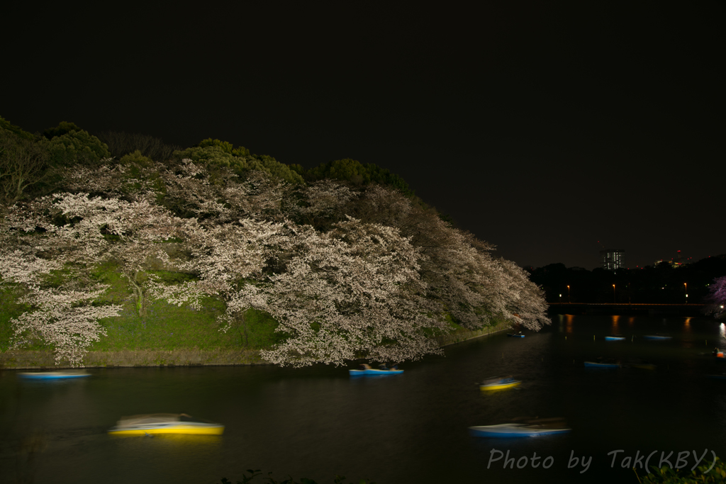 夜桜見物