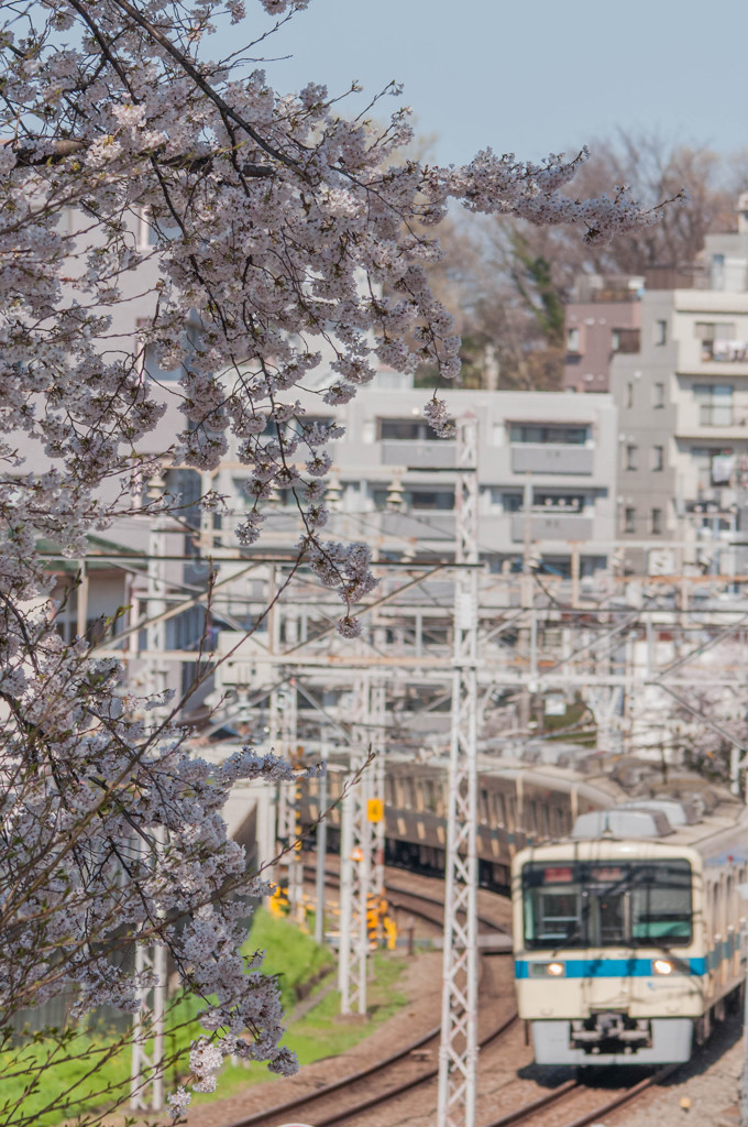 桜×8000形