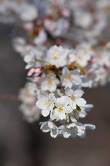 SAKURA