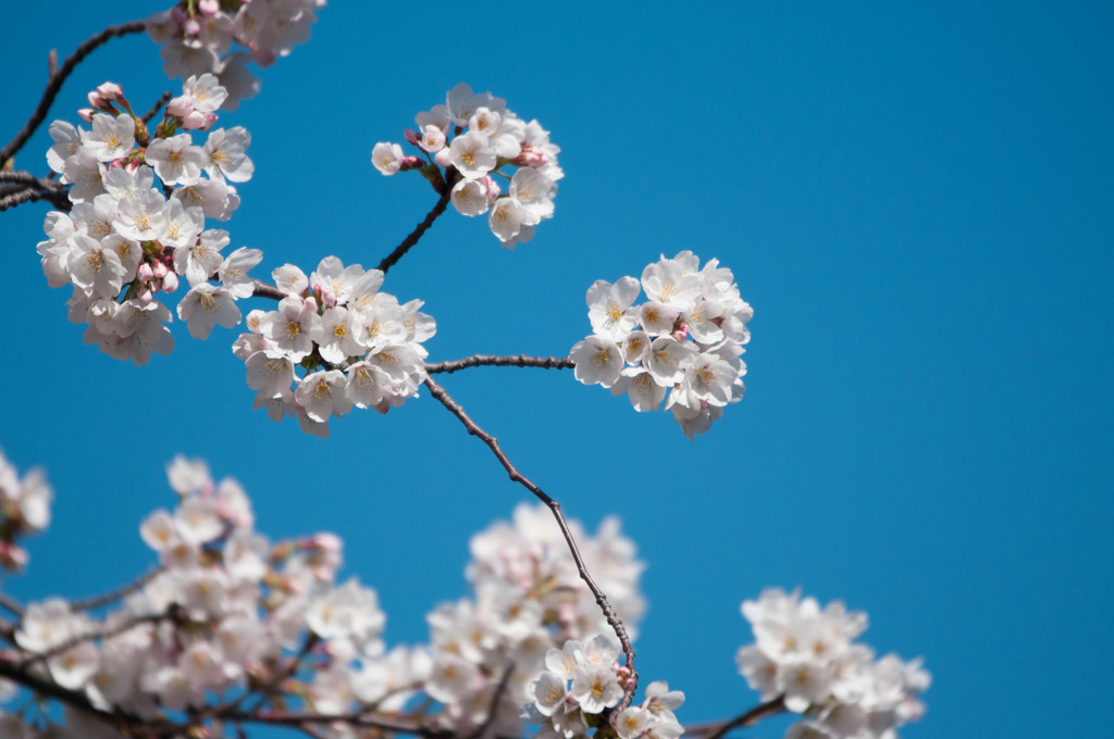 青空と桜