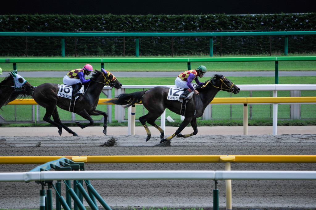 Gallop